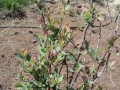 Blueberry Bush getting buds