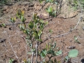 Blueberry Bush #2