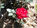 Rose Closeup