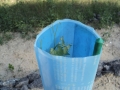 Cab Franc popping out