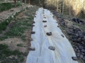 Cab Franc Row 3