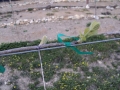 More Buds 2