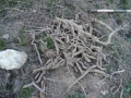Roots