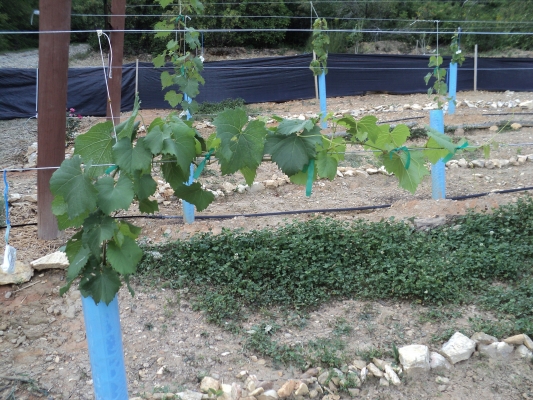 Chardonnel getting big.jpg