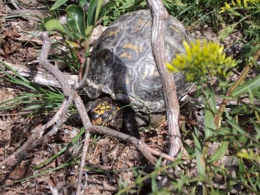 Turtle.jpg
