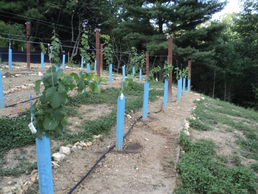 Vineyard view 1.jpg