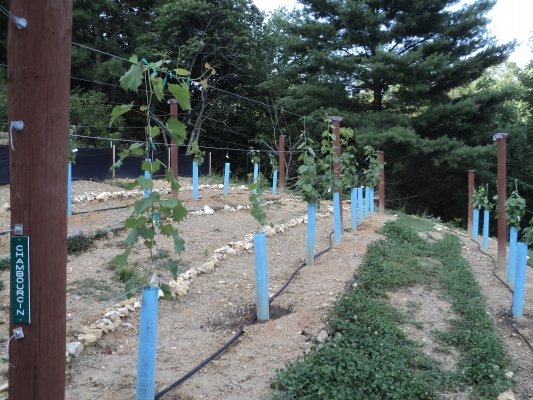 Vineyard view 2.jpg
