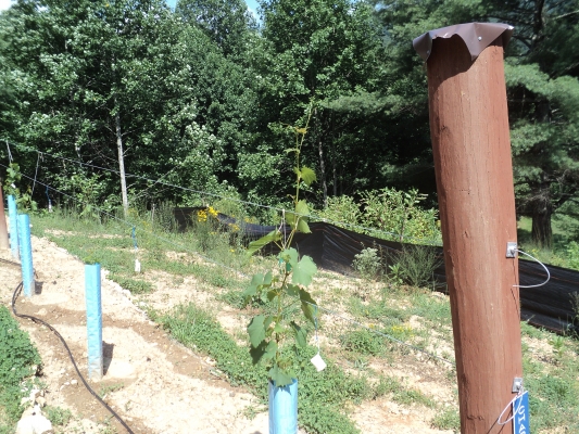 Chardonnel