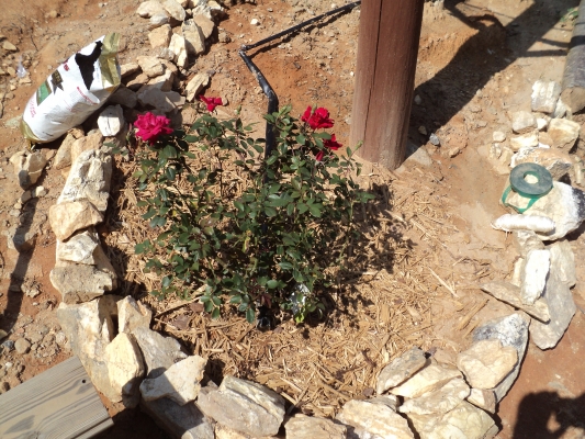 Rose in bloom!
