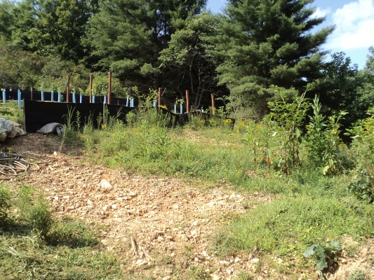 weeds before cutting
