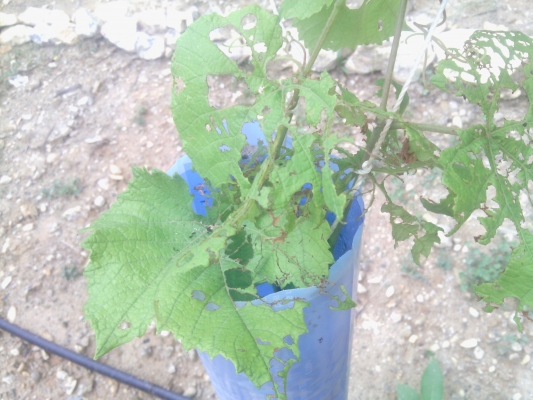 Japanese Beetle destruction2.jpg