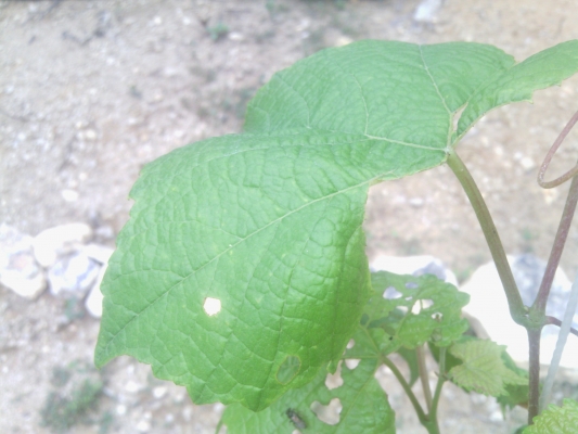 Japanese Beetle destruction3.jpg