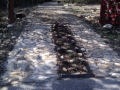 Driveway w groundcover 2.JPG